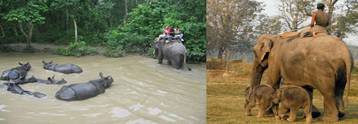 Nepal Jungle Safari